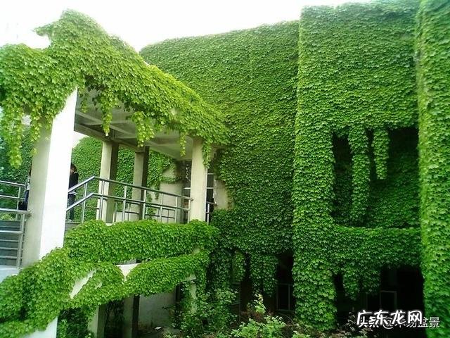 爬山虎什么季节开花?养爬山虎要注意什么?