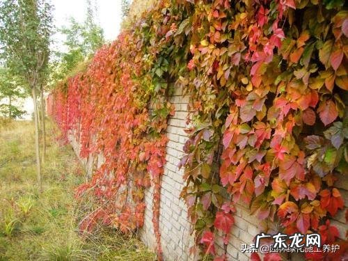 爬山虎什么季节开花?养爬山虎要注意什么?