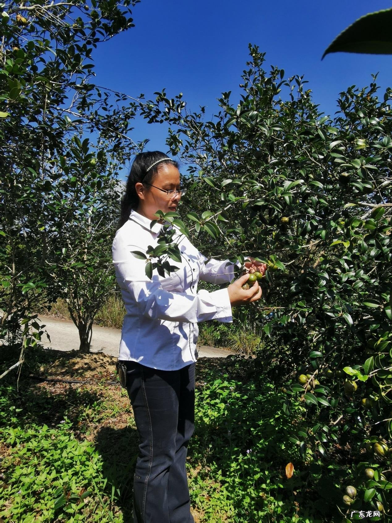 五华梅林扬子地风水