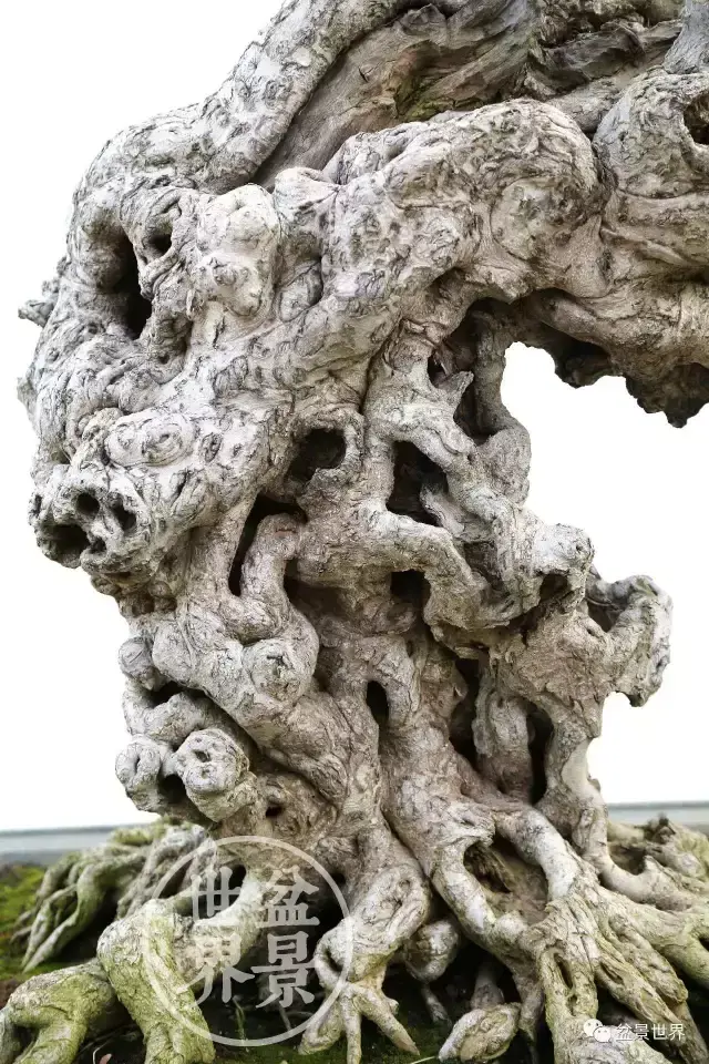 榕树的风水 榕树是风水树吗