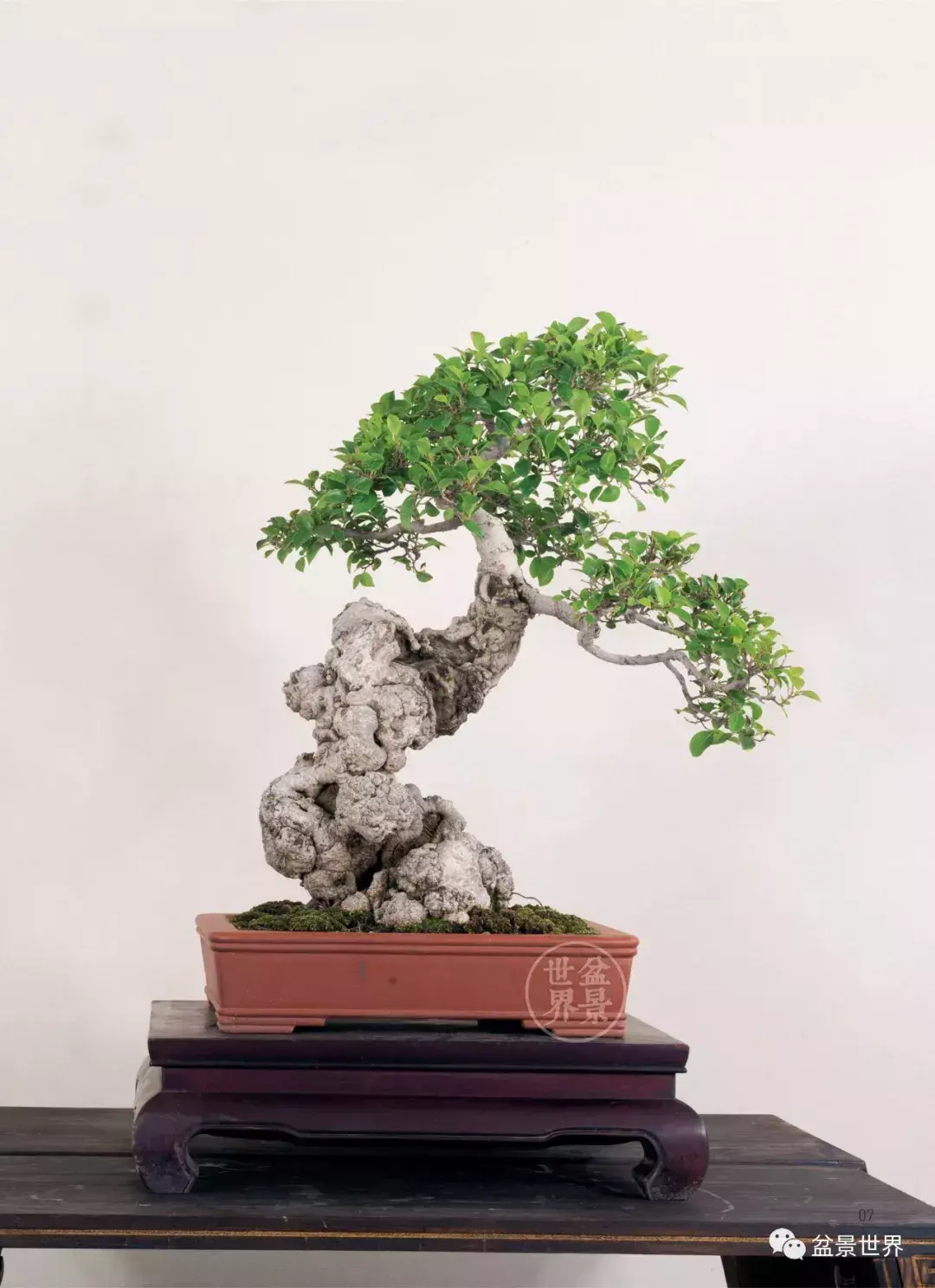 榕树的风水 榕树是风水树吗