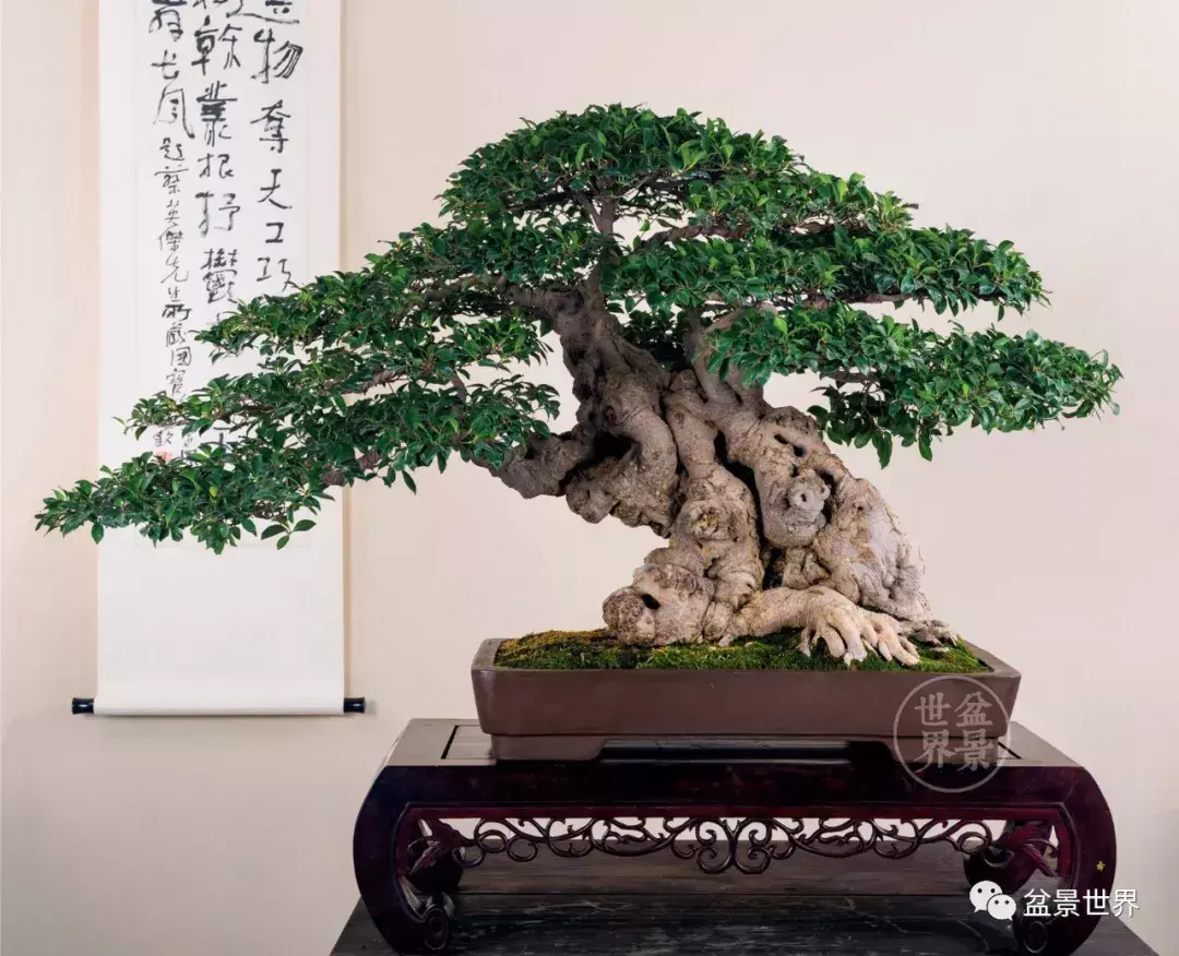 榕树的风水 榕树是风水树吗