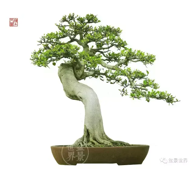 榕树的风水 榕树是风水树吗