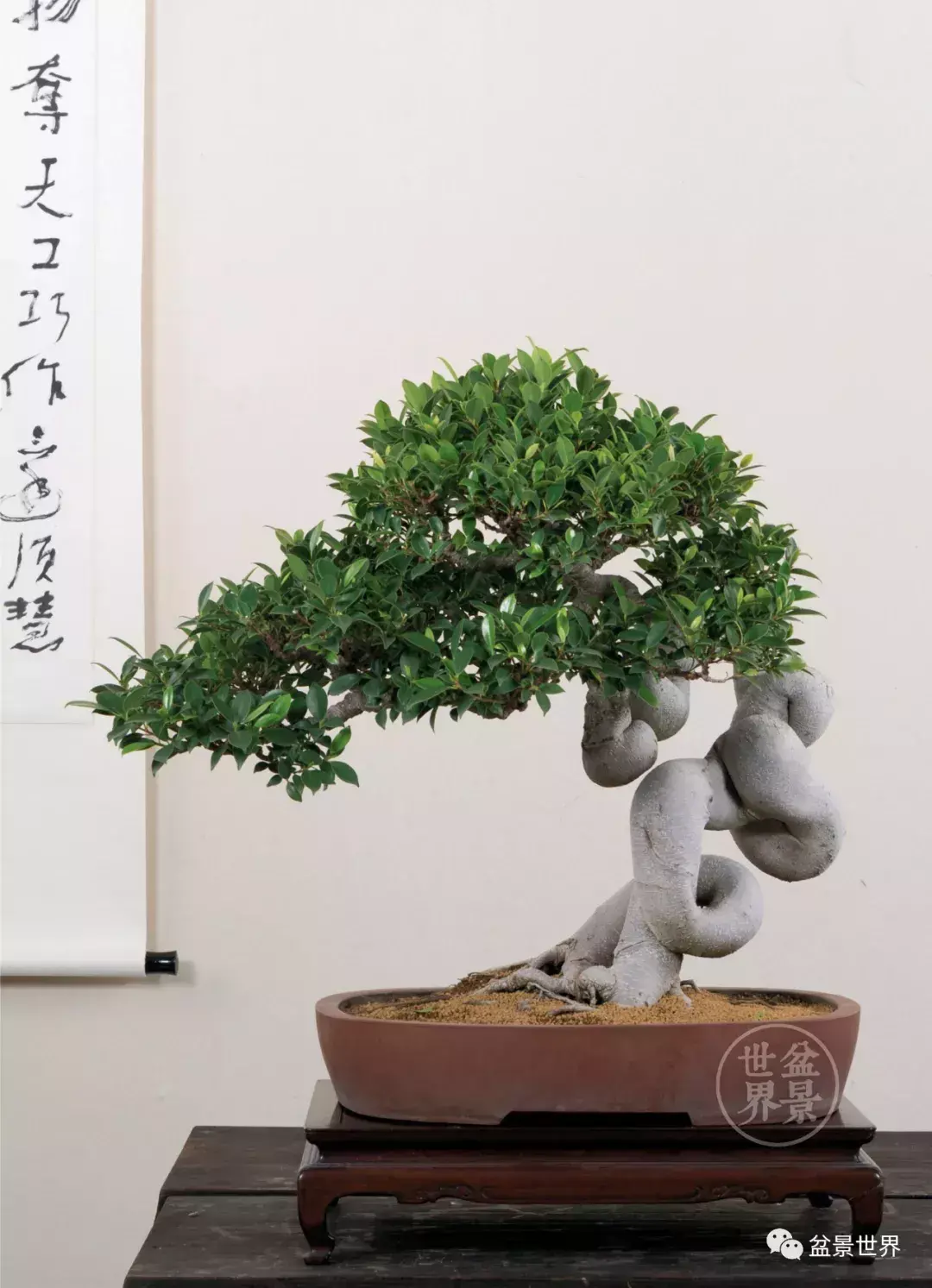 榕树的风水 榕树是风水树吗