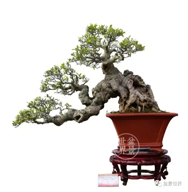 榕树的风水 榕树是风水树吗