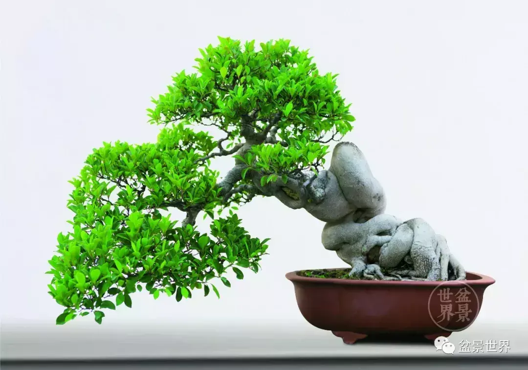 榕树的风水 榕树是风水树吗