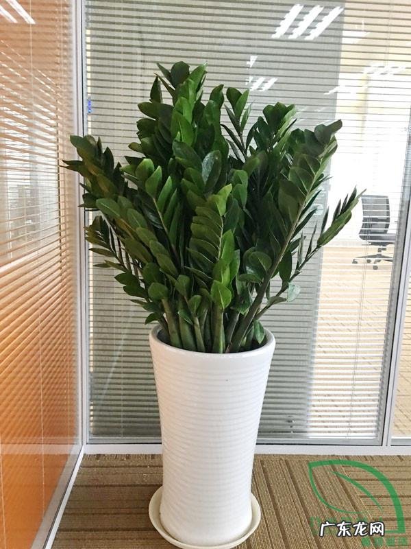 种什么树风水好 种什么树风水好又旺财