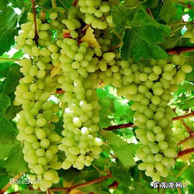 新疆的葡萄有多少个品种?