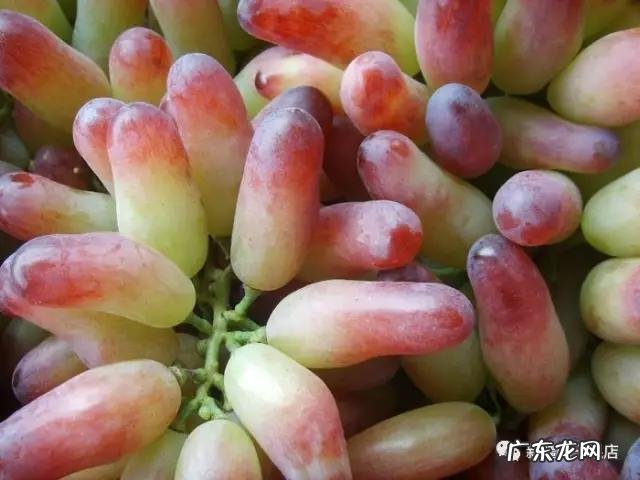 新疆的葡萄有多少个品种?