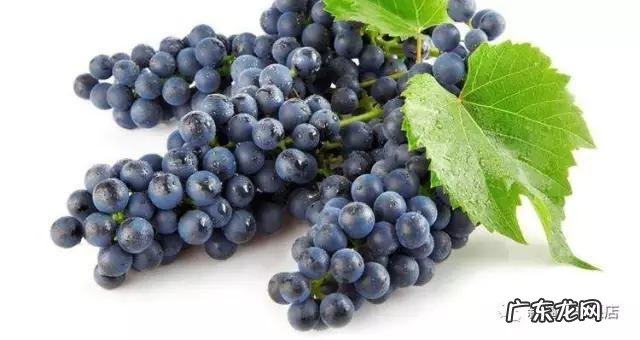 新疆的葡萄有多少个品种?