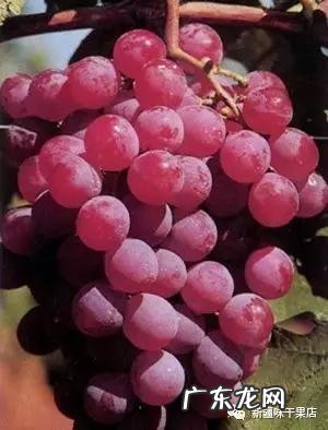 新疆的葡萄有多少个品种?