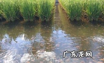 稻田养什么鱼最好养「稻田养什么鱼容易养」