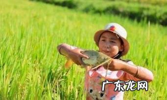 稻田养什么鱼最好养「稻田养什么鱼容易养」