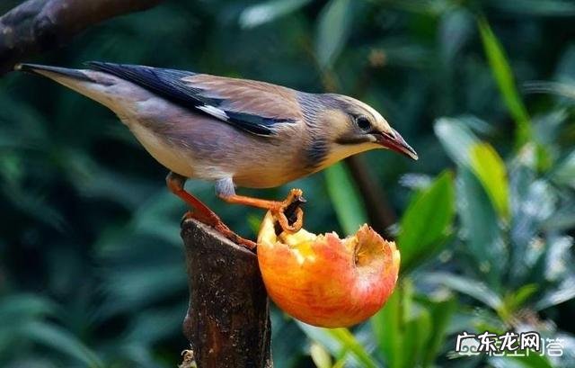 有没有鸟不吃的水果?