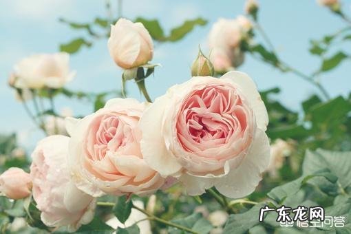 QQ说说心累伤感的句子有哪些？