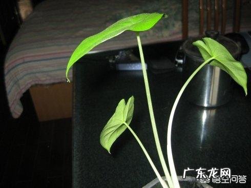 滴水观音的小芽怎么养殖?