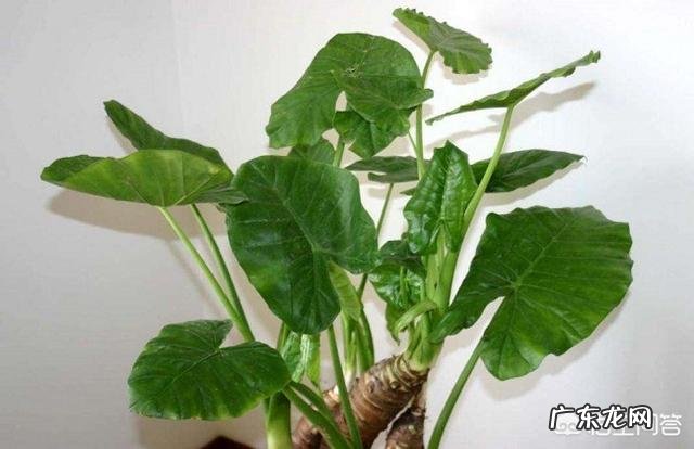 滴水观音的小芽怎么养殖?