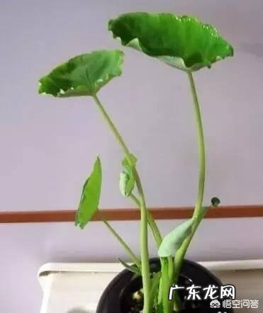 滴水观音的小芽怎么养殖?