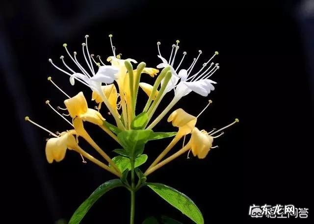 用金银花泡水喝,有什么需要注意的吗?