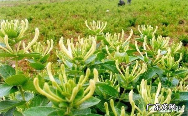 用金银花泡水喝，有什么需要注意的吗？