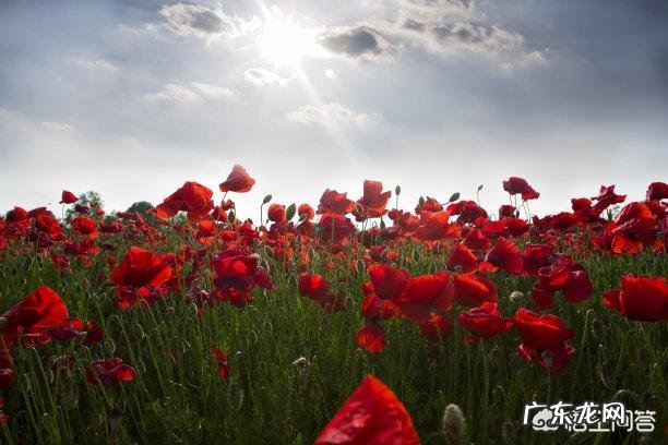 你摘抄过什么样的优美或凄凉的句子，可以使自己潸然泪下？