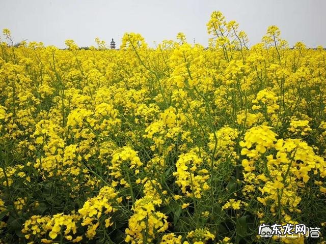 最美花海长什么样?