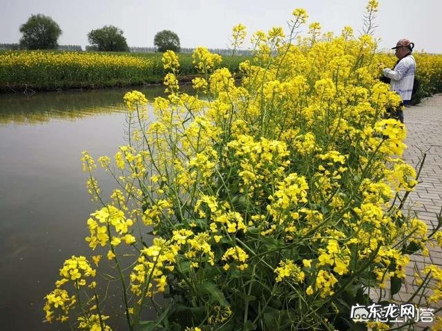 最美花海长什么样?