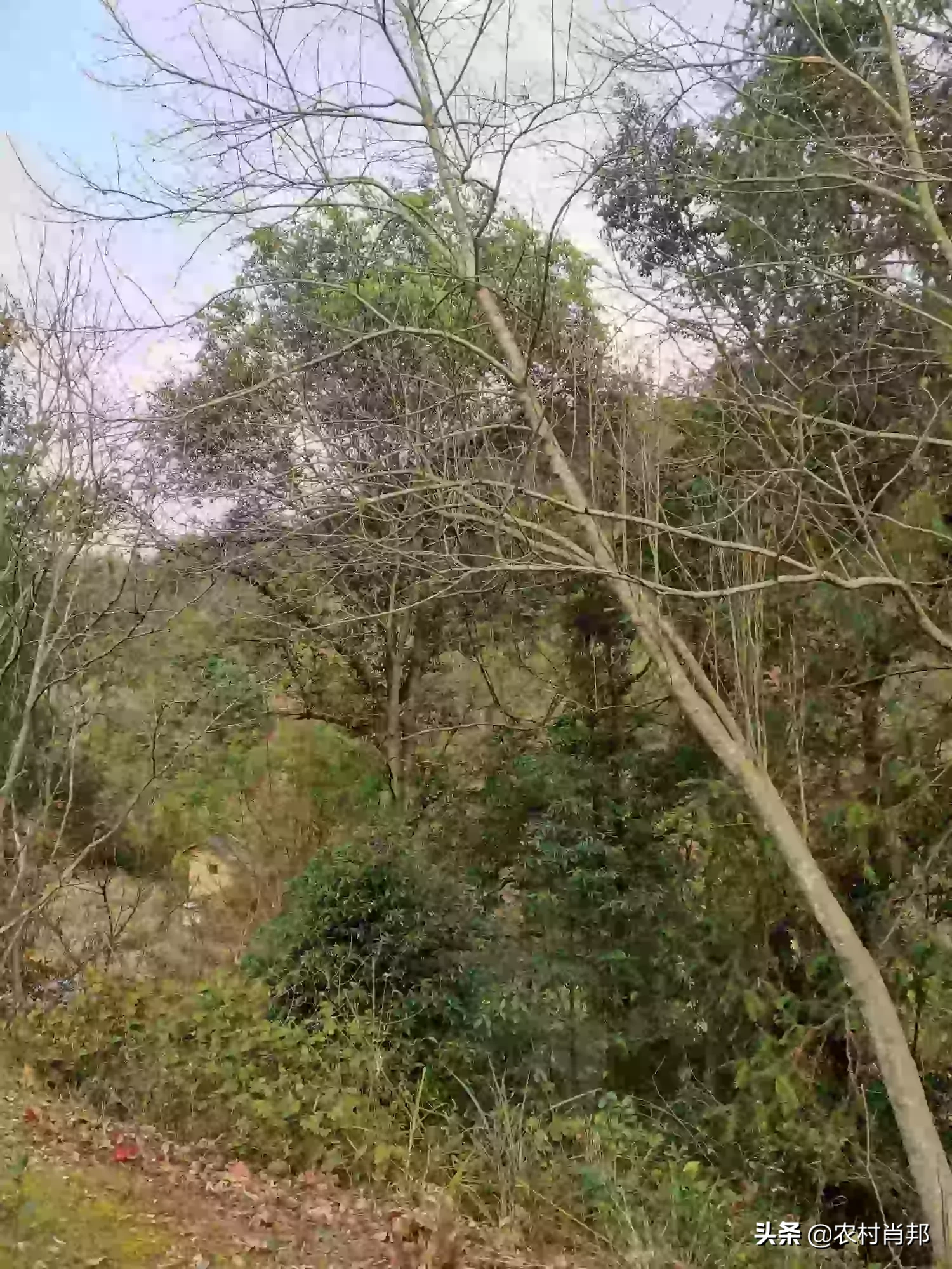 你参加过植树节植树活动吗?