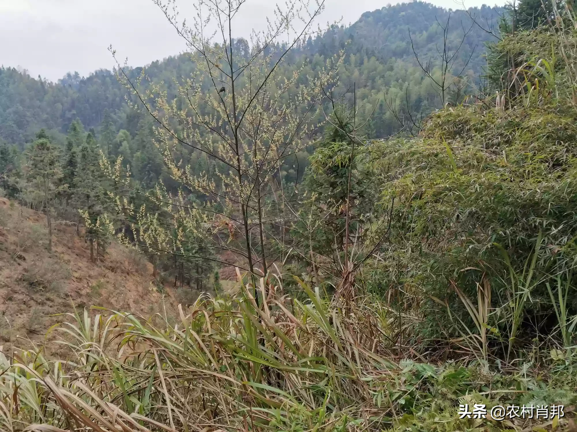 你参加过植树节植树活动吗?