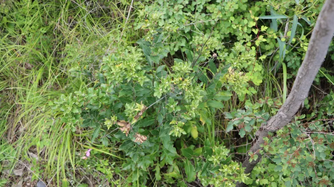 麸炒苍术的功效与用量 麸炒苍术和苍术的区别