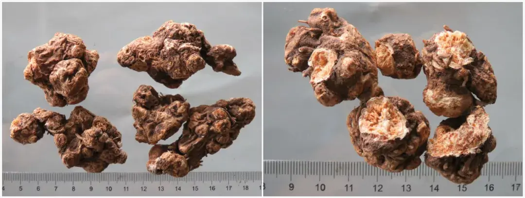 麸炒苍术的功效与用量 麸炒苍术和苍术的区别
