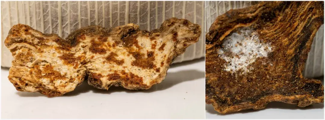 麸炒苍术的功效与用量 麸炒苍术和苍术的区别