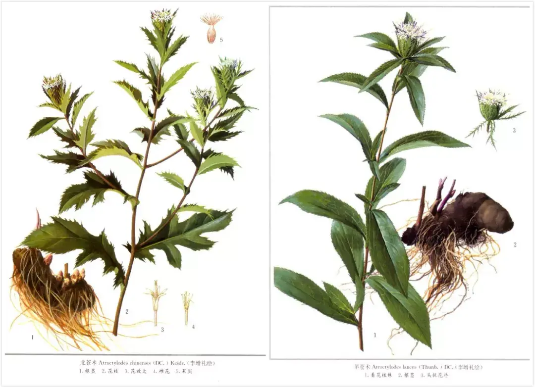 麸炒苍术的功效与用量 麸炒苍术和苍术的区别