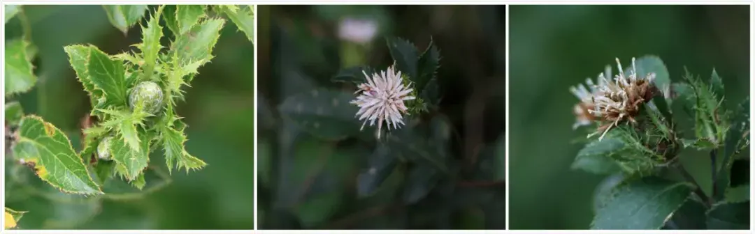 麸炒苍术的功效与用量 麸炒苍术和苍术的区别
