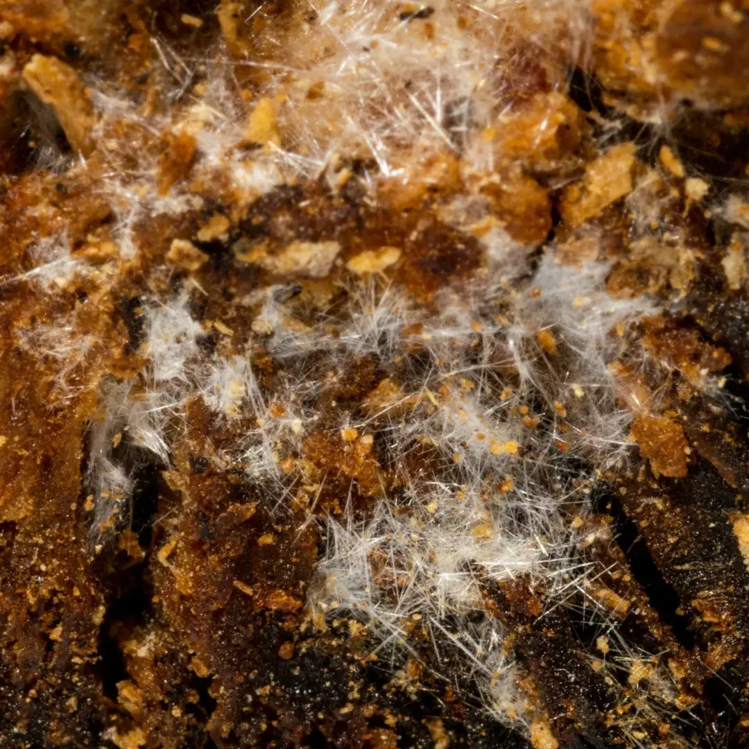 麸炒苍术的功效与用量 麸炒苍术和苍术的区别