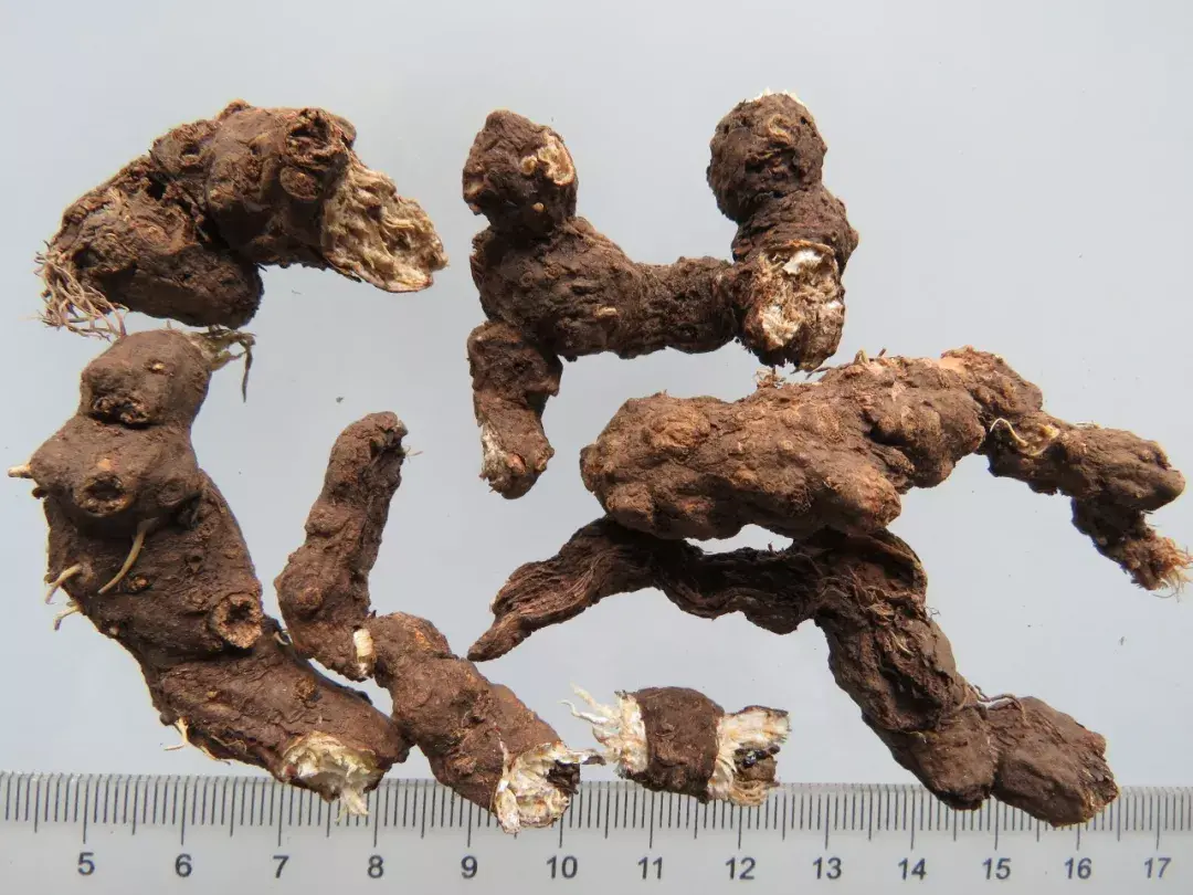 麸炒苍术的功效与用量 麸炒苍术和苍术的区别