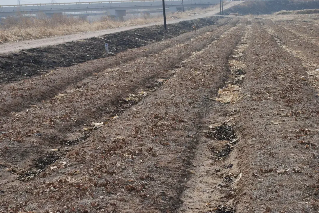 麸炒苍术的功效与用量 麸炒苍术和苍术的区别