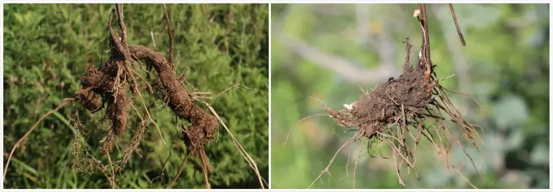麸炒苍术的功效与用量 麸炒苍术和苍术的区别