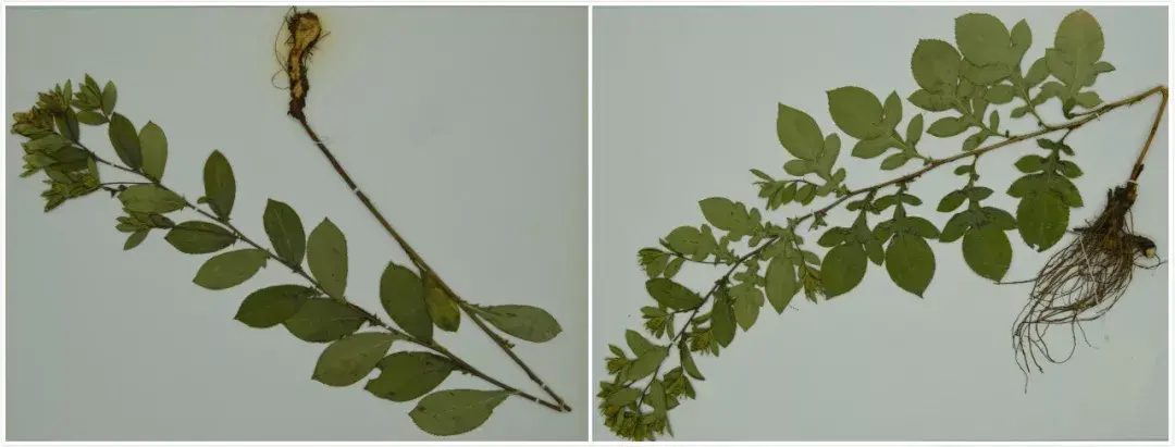 麸炒苍术的功效与用量 麸炒苍术和苍术的区别