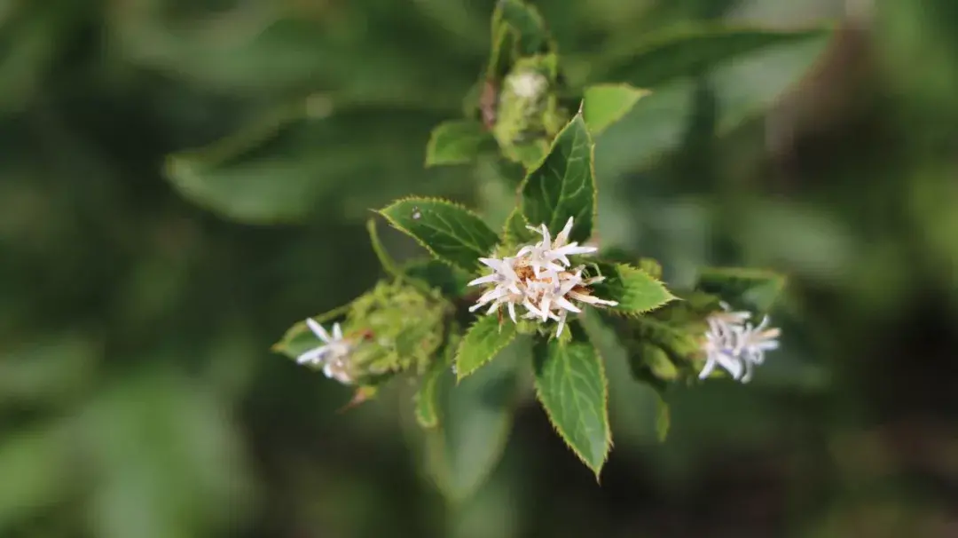 麸炒苍术的功效与用量 麸炒苍术和苍术的区别