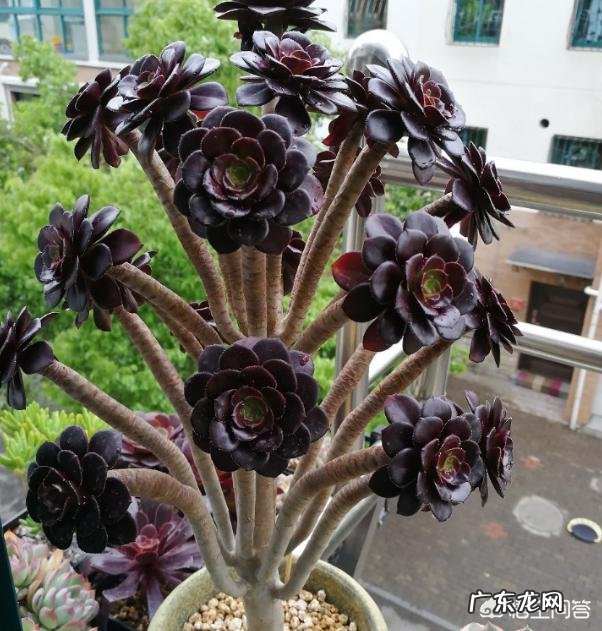 多肉植物都有哪些品种呀,怎么样?