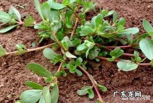 多肉植物都有哪些品种呀,怎么样?