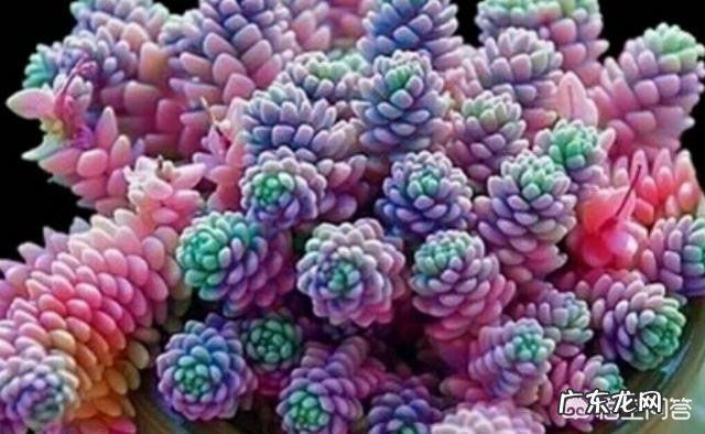 多肉植物都有哪些品种呀,怎么样?