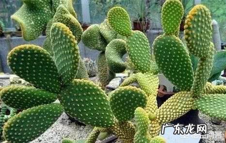 多肉植物都有哪些品种呀,怎么样?