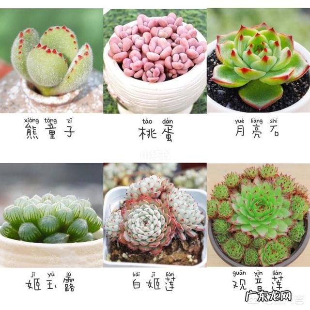 多肉植物都有哪些品种呀,怎么样?