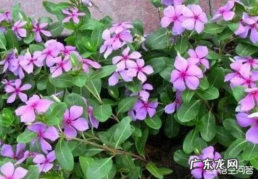 多肉植物都有哪些品种呀，怎么样？