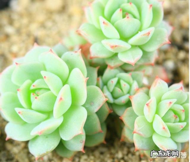 多肉植物都有哪些品种呀,怎么样?