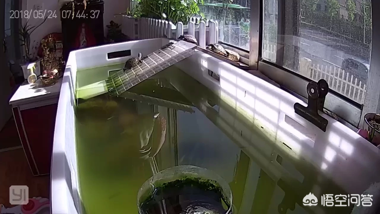 人们说千年的王八，万年的龟！乌龟真能活一万年吗？