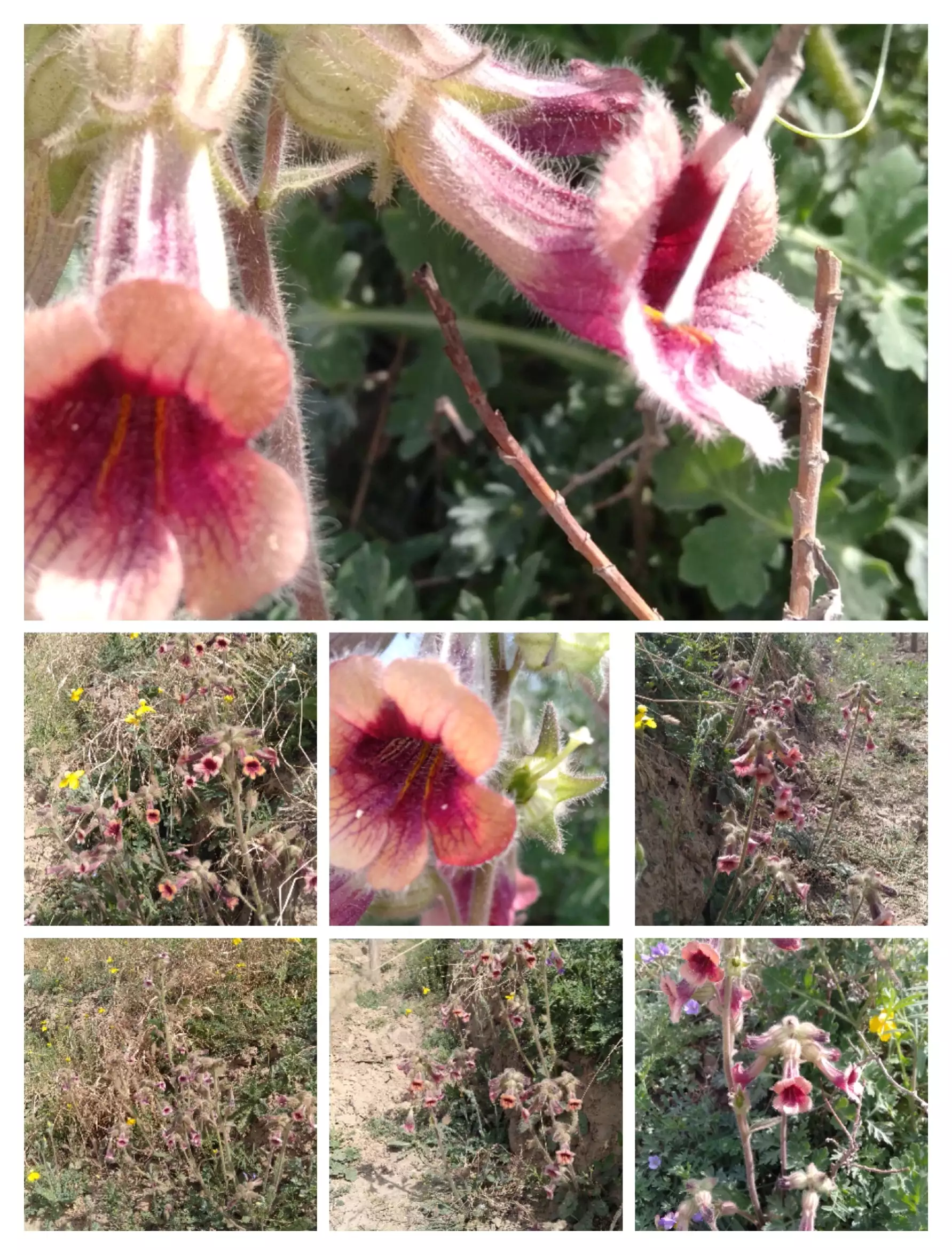 你平时是怎么利用中医知识在家给自己调理身体的？