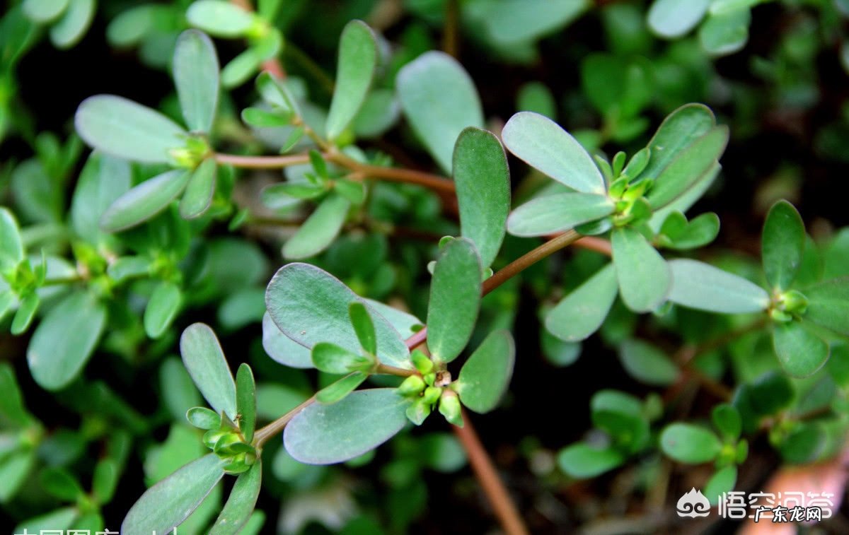 什么是过敏性湿疹？